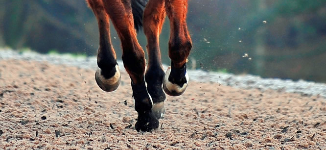 Broxton Hall Gallops - Eight Furlong Gallop for Hire