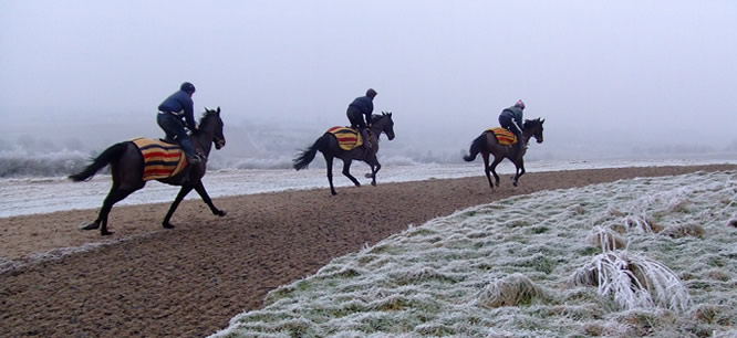 Broxton Hall Gallops - Eight Furlong Gallop for Hire